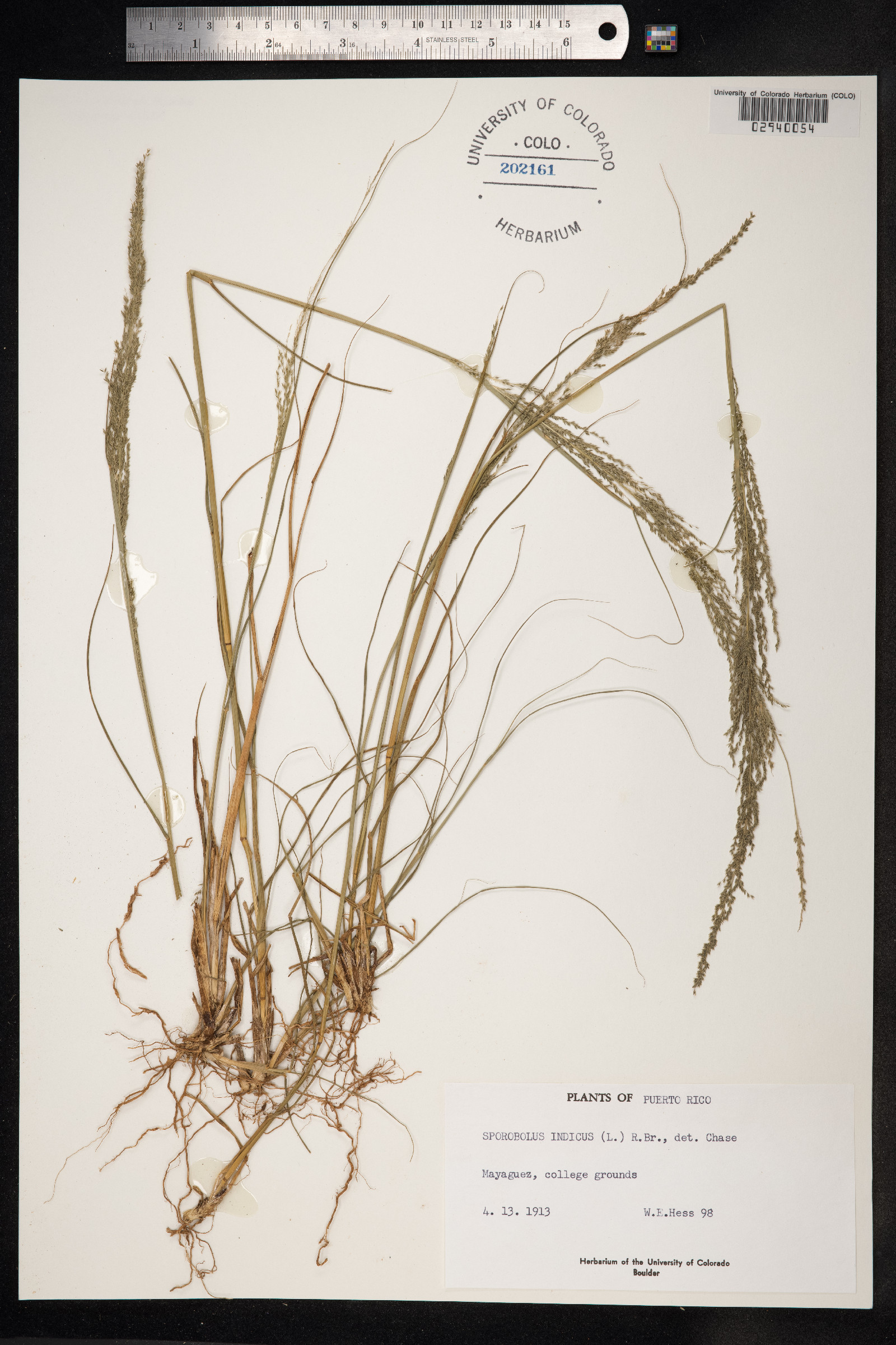 Sporobolus indicus image