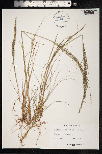Sporobolus indicus image