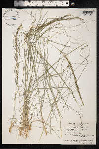 Sporobolus indicus image