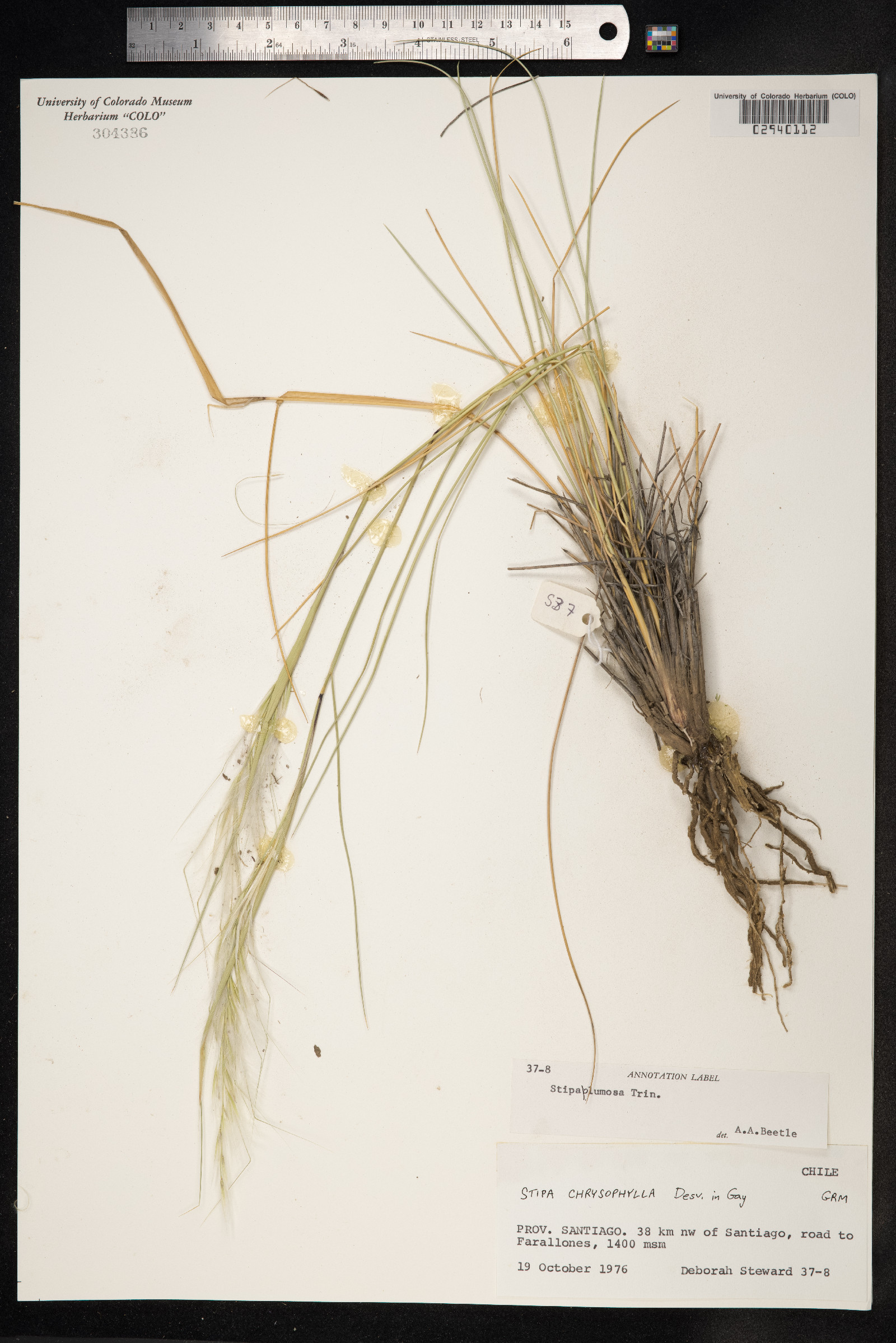 Jarava plumosula image