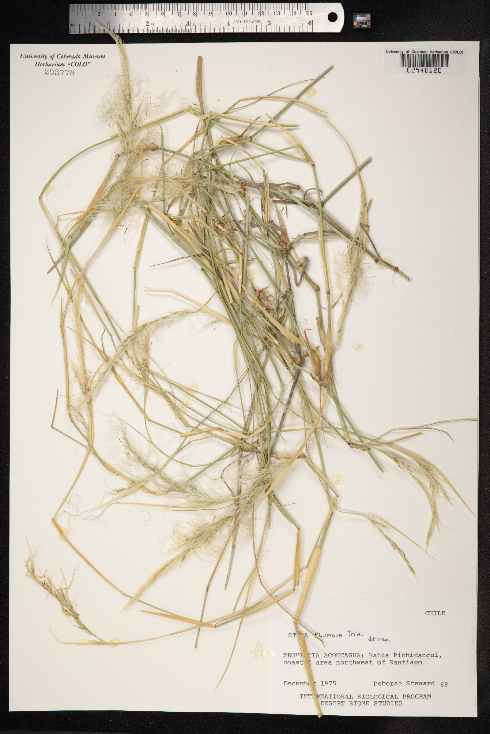 Jarava plumosula image