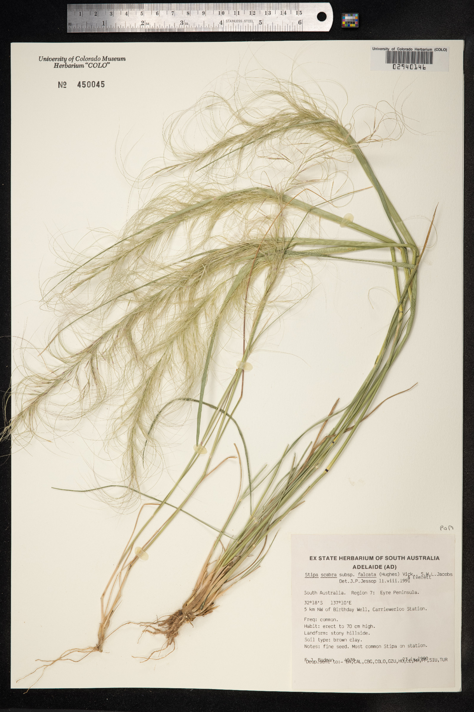 Austrostipa scabra image