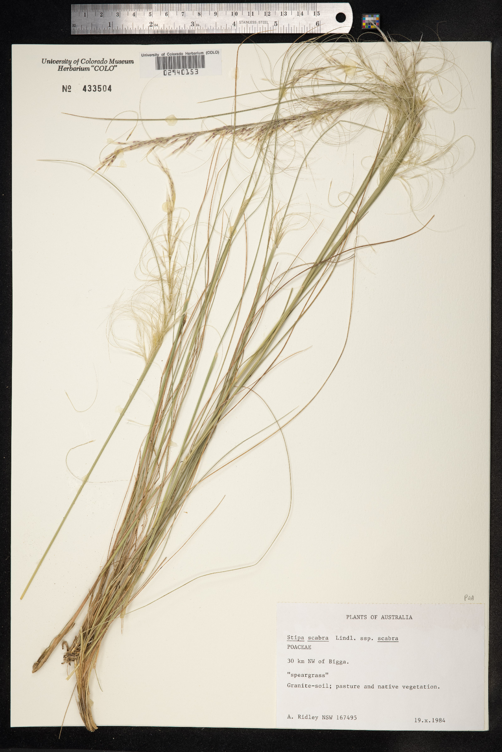 Austrostipa scabra image
