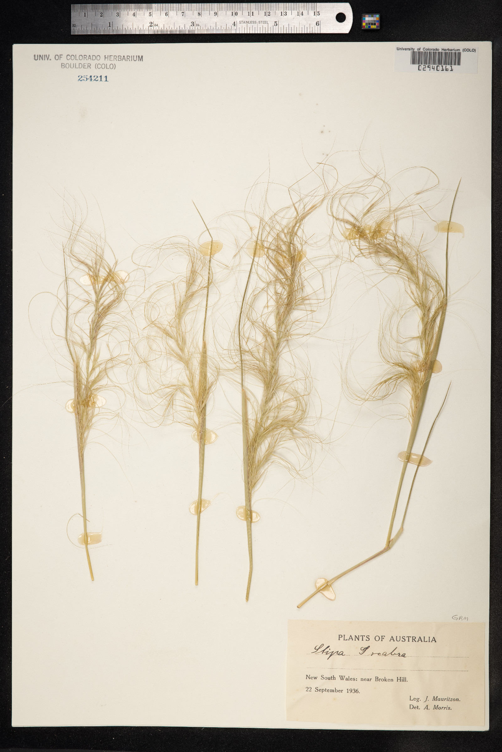 Austrostipa scabra image