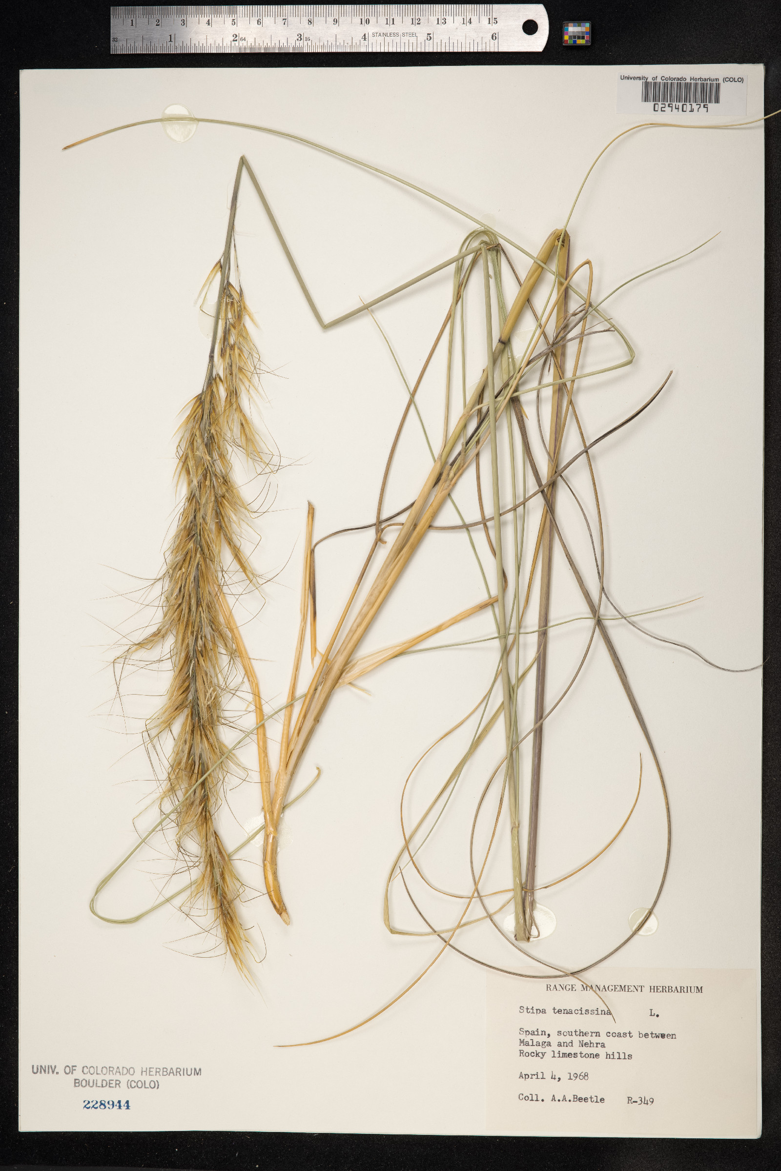 Macrochloa image