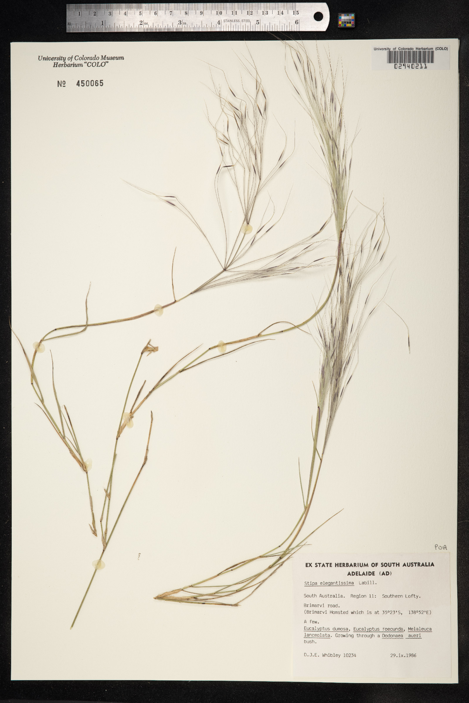 Austrostipa elegantissima image