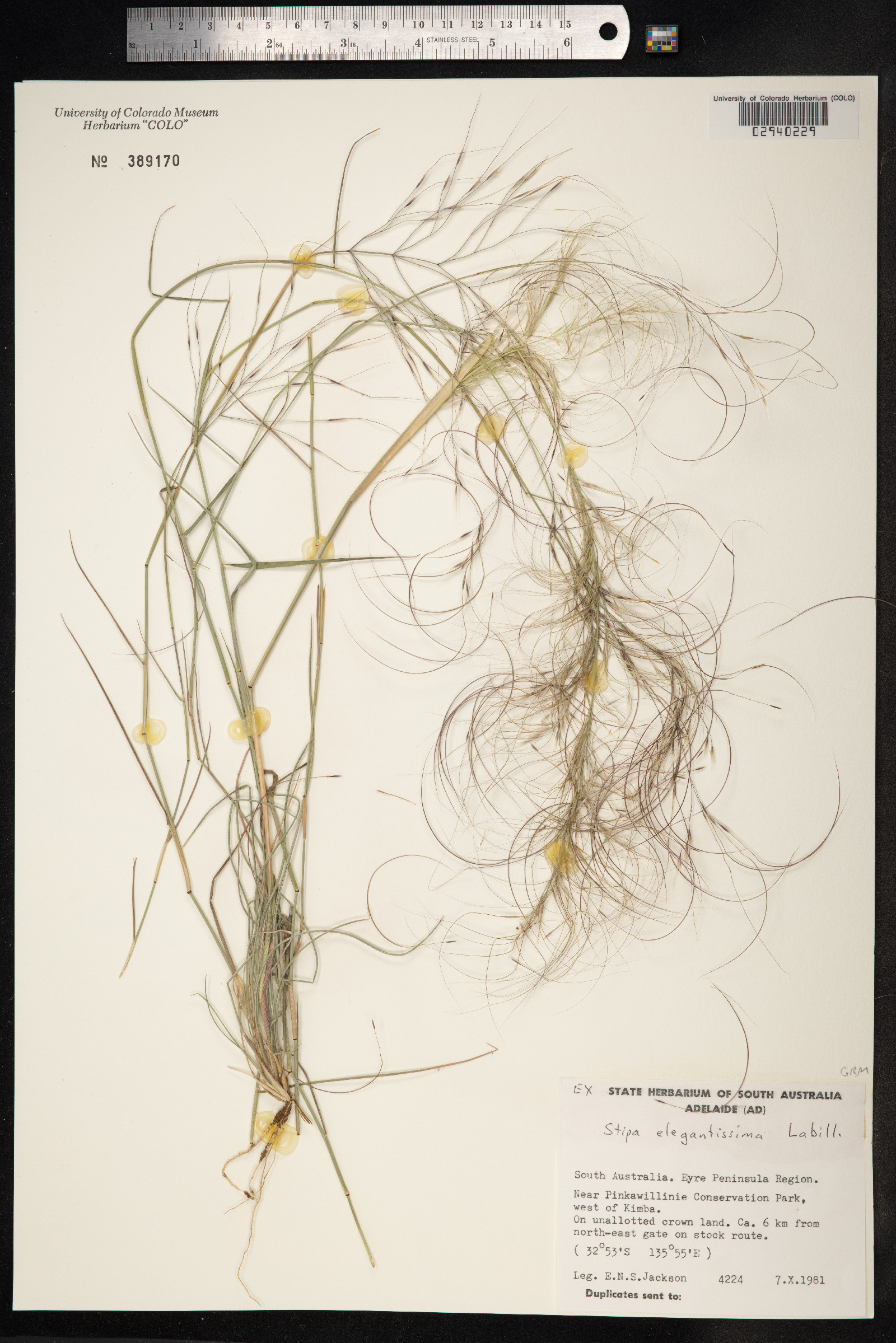 Austrostipa elegantissima image