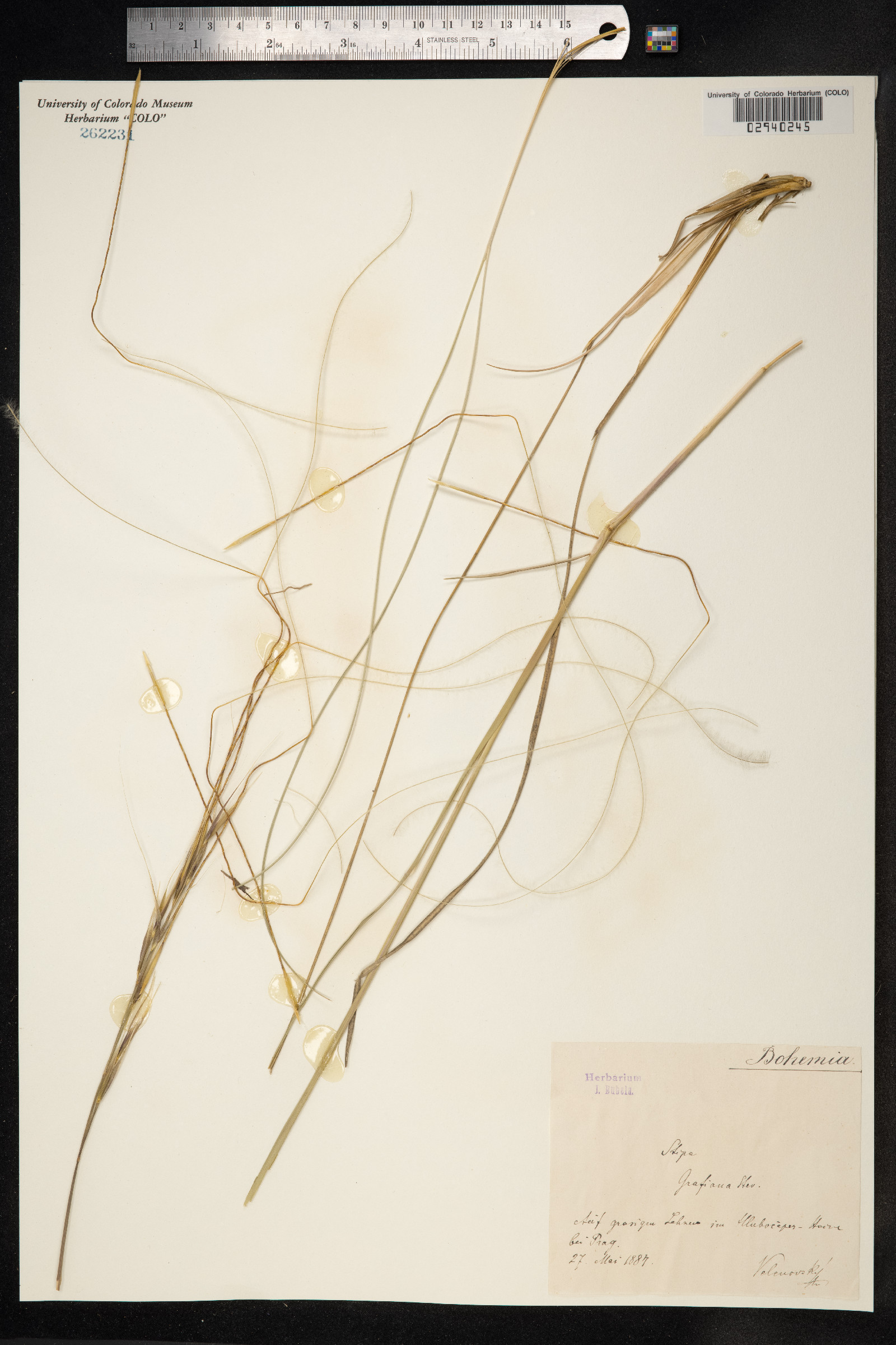 Anatherostipa image