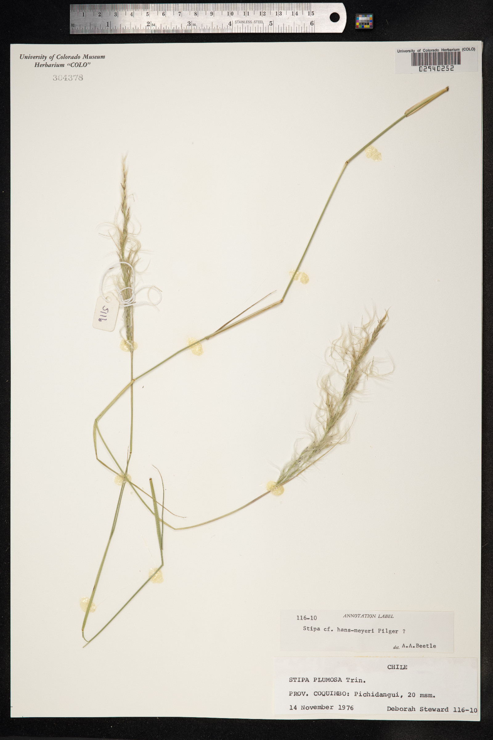 Anatherostipa hansHHHmeyeri image
