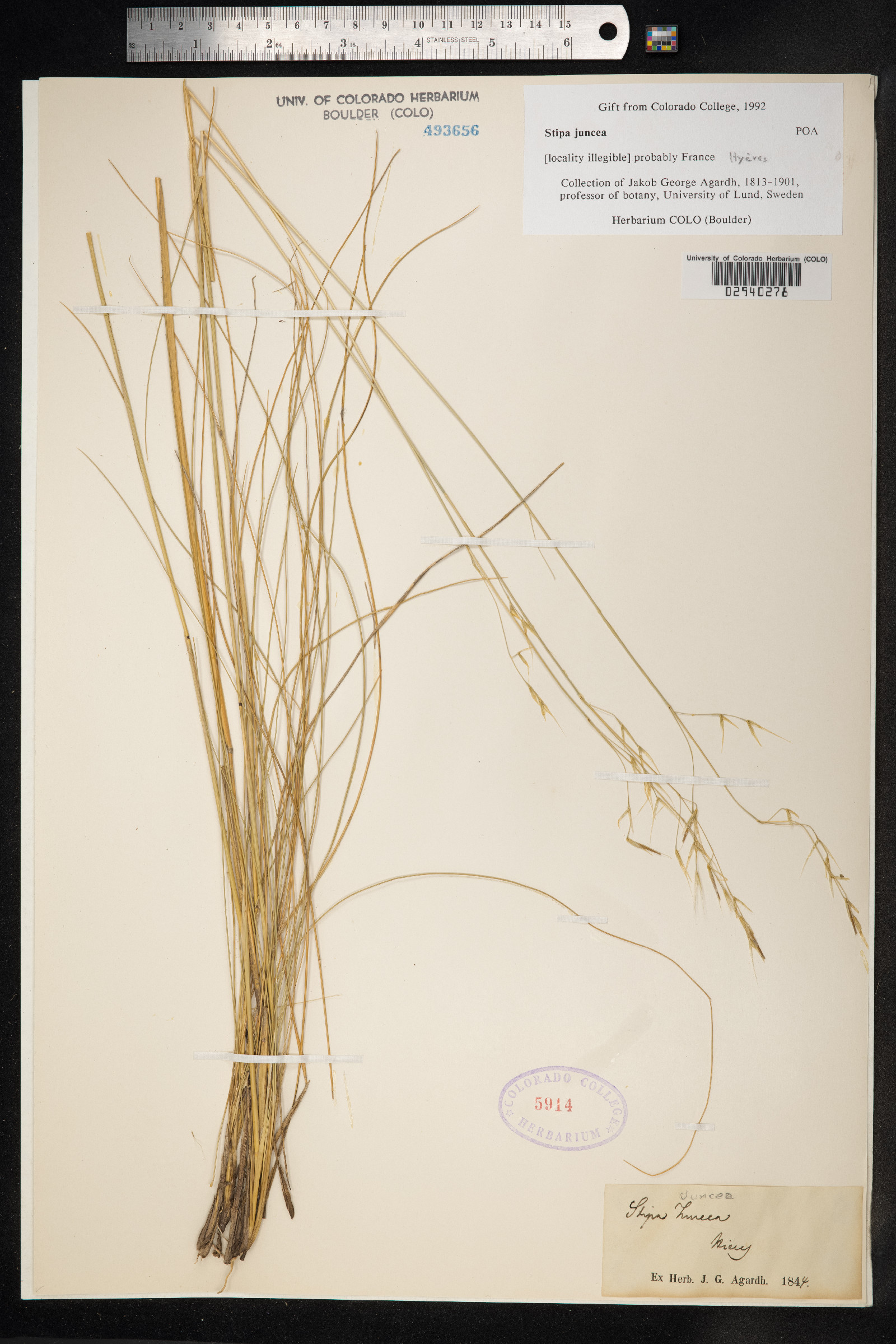 Piptatherum canadense image