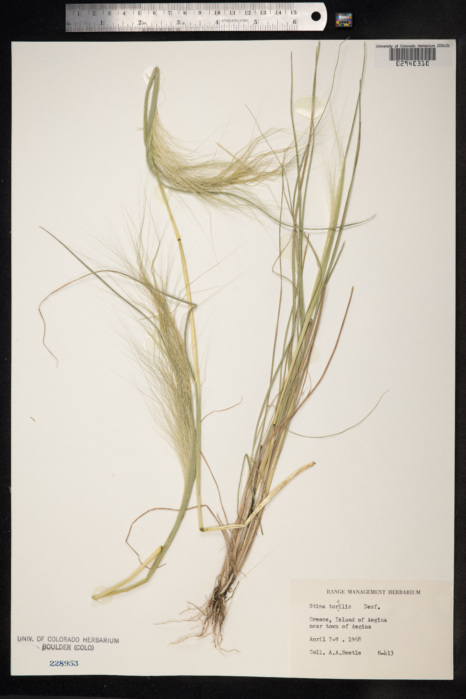Stipa capensis image