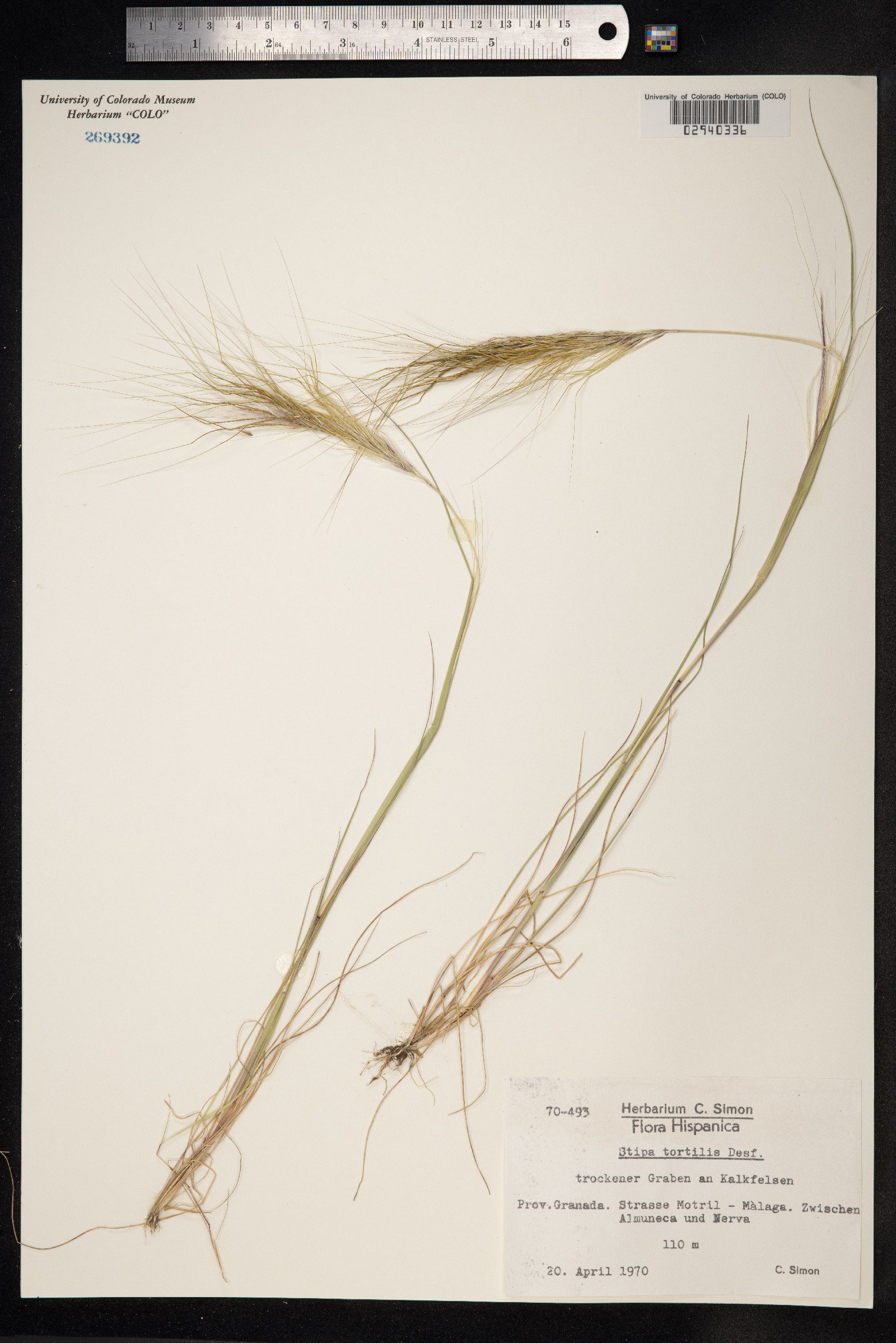 Stipa capensis image