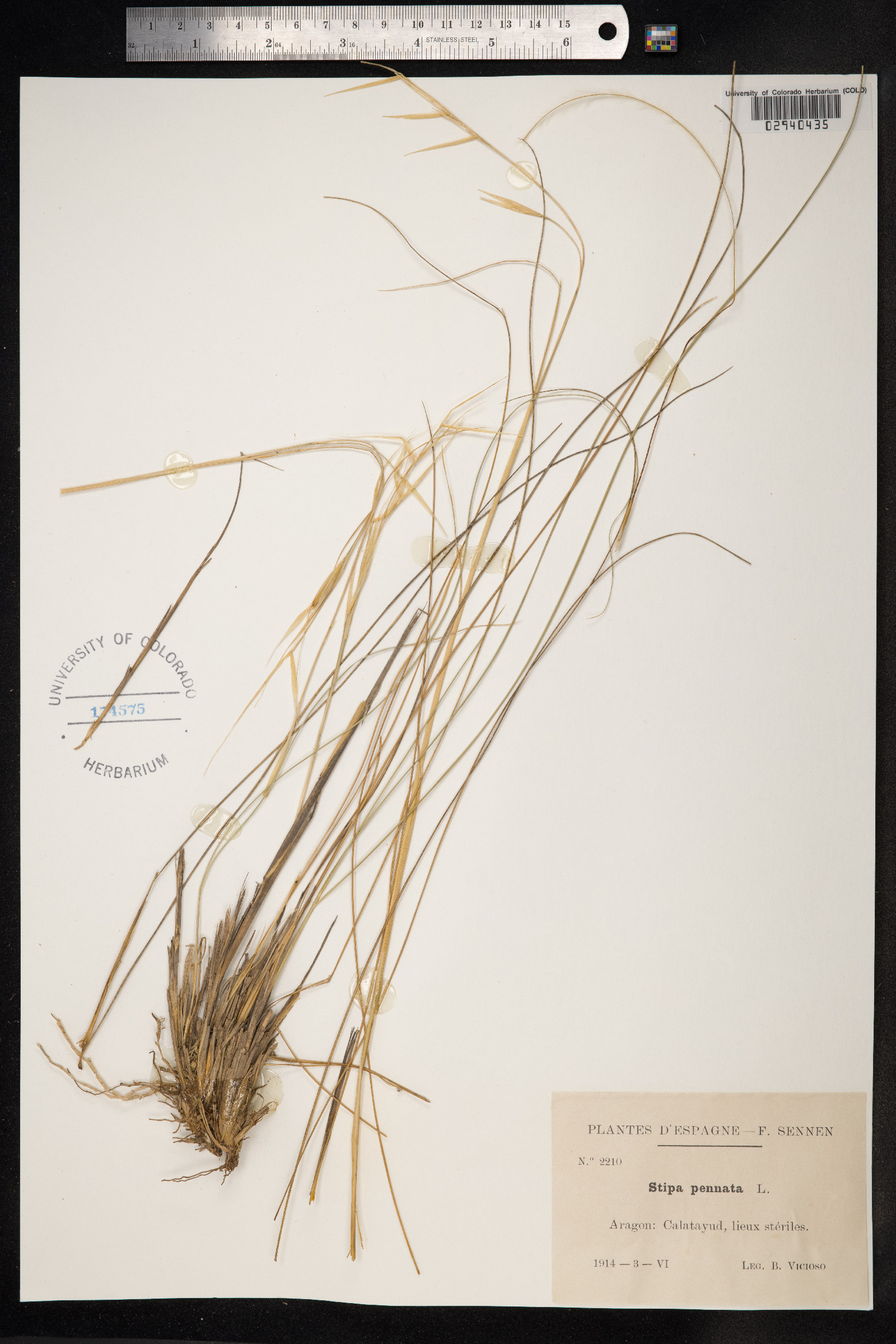 Stipa pennata image