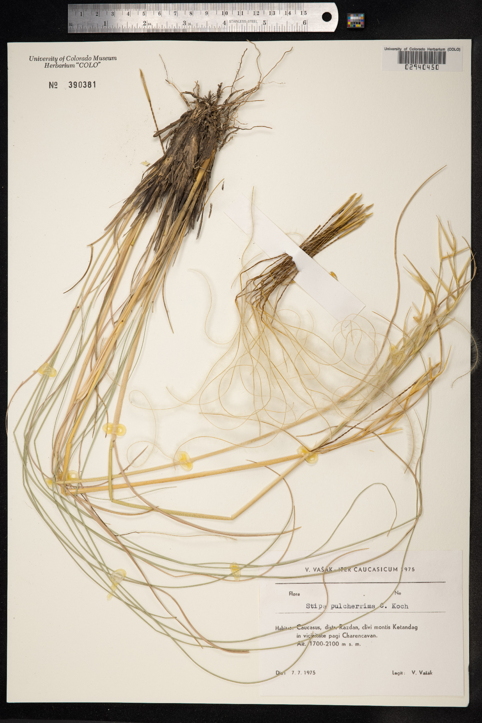 Stipa pulcherrima image