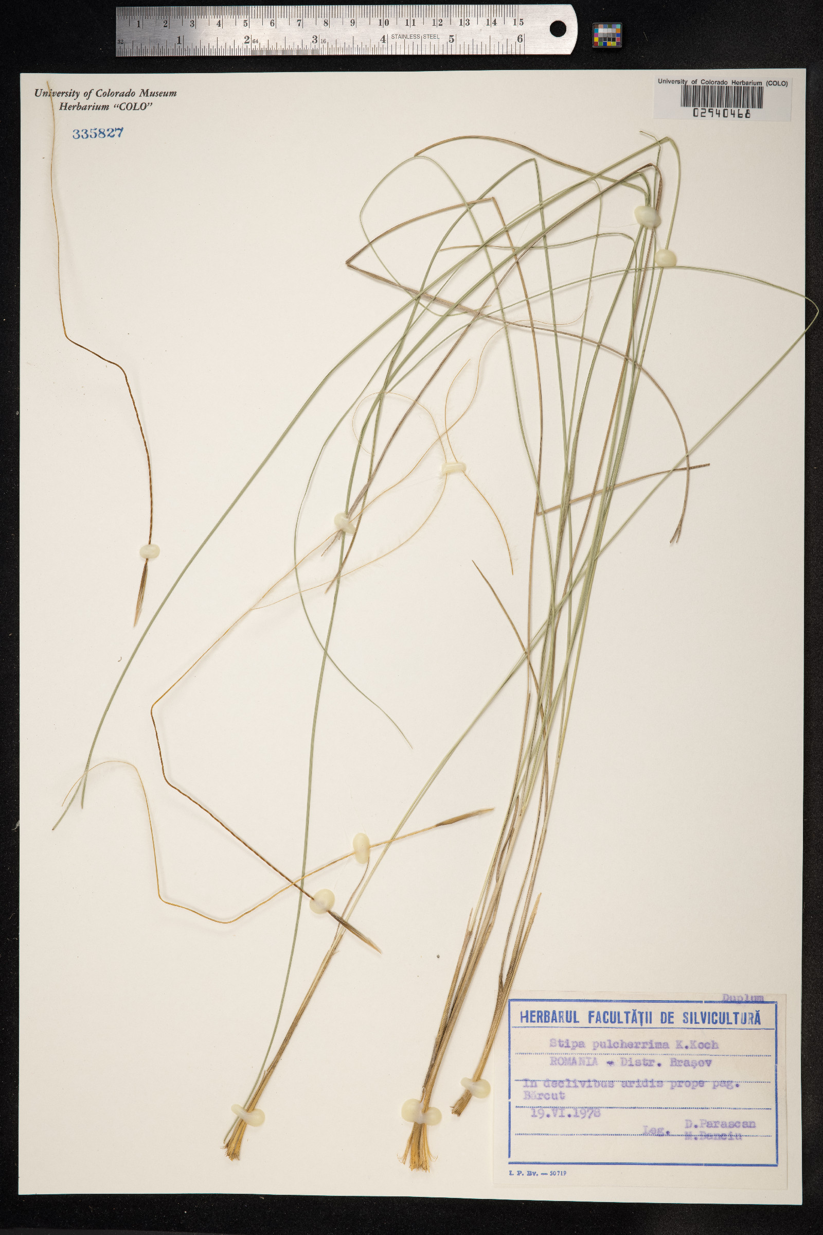 Stipa pulcherrima image