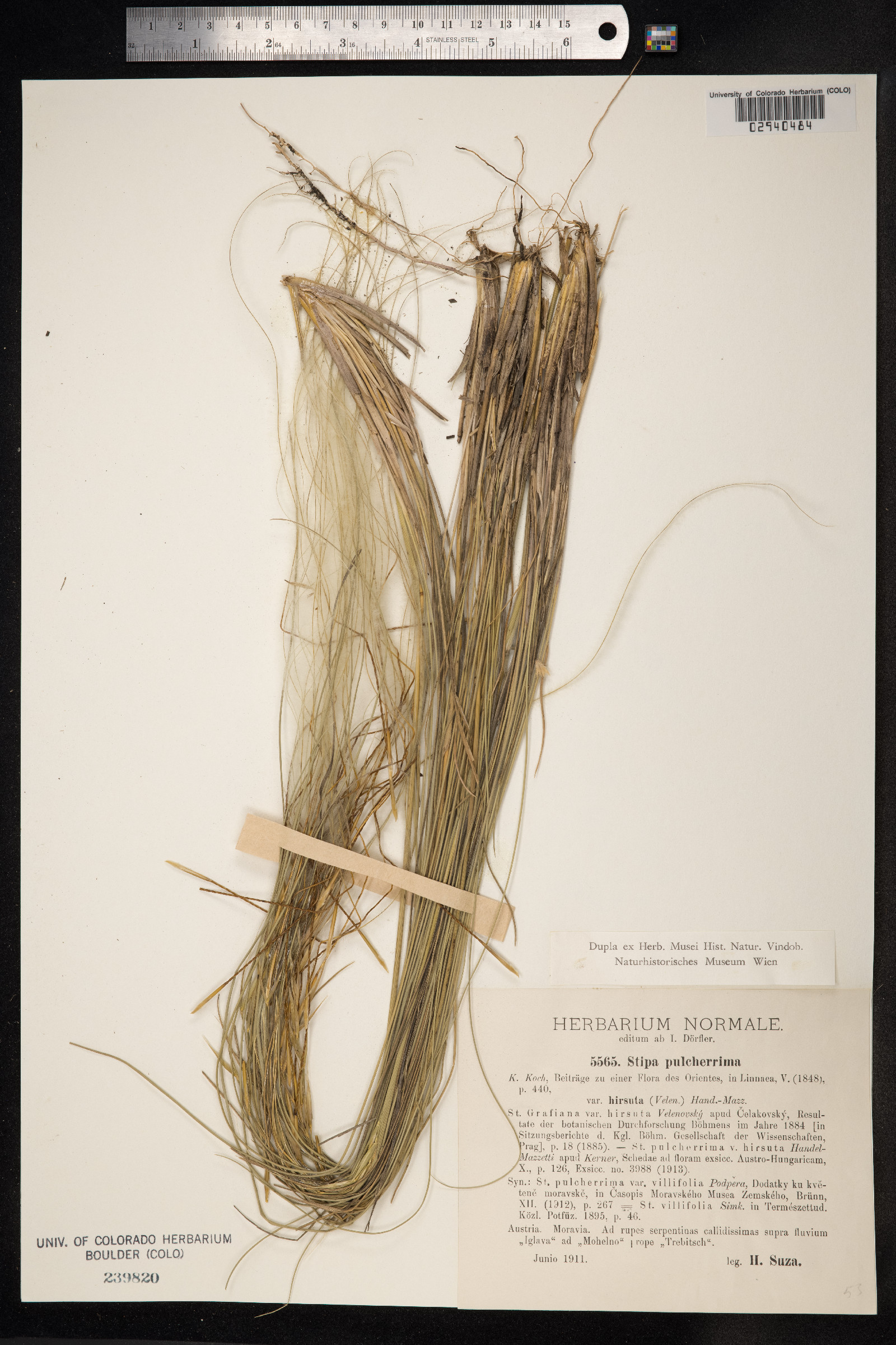 Stipa pulcherrima image
