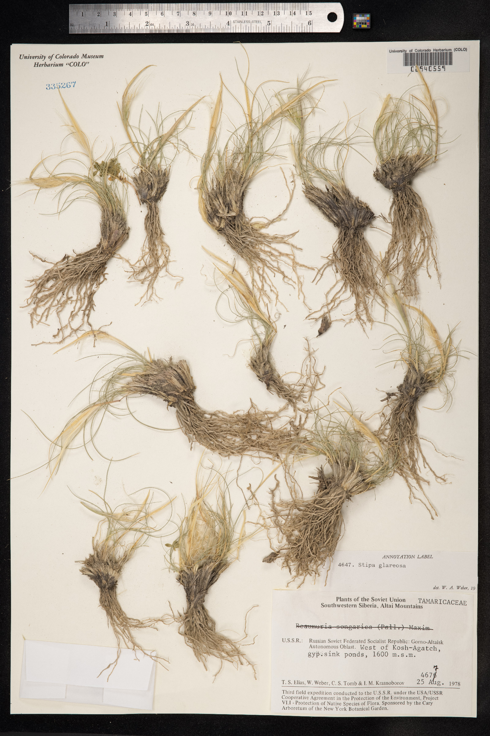 Stipa image