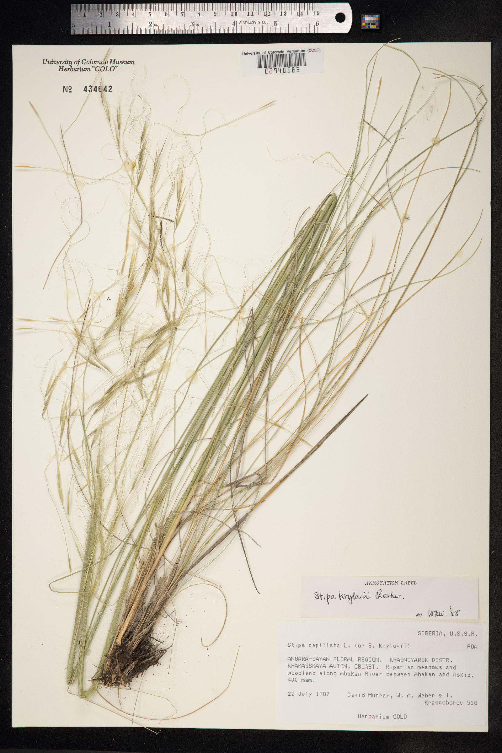Stipa sareptana var. krylovii image