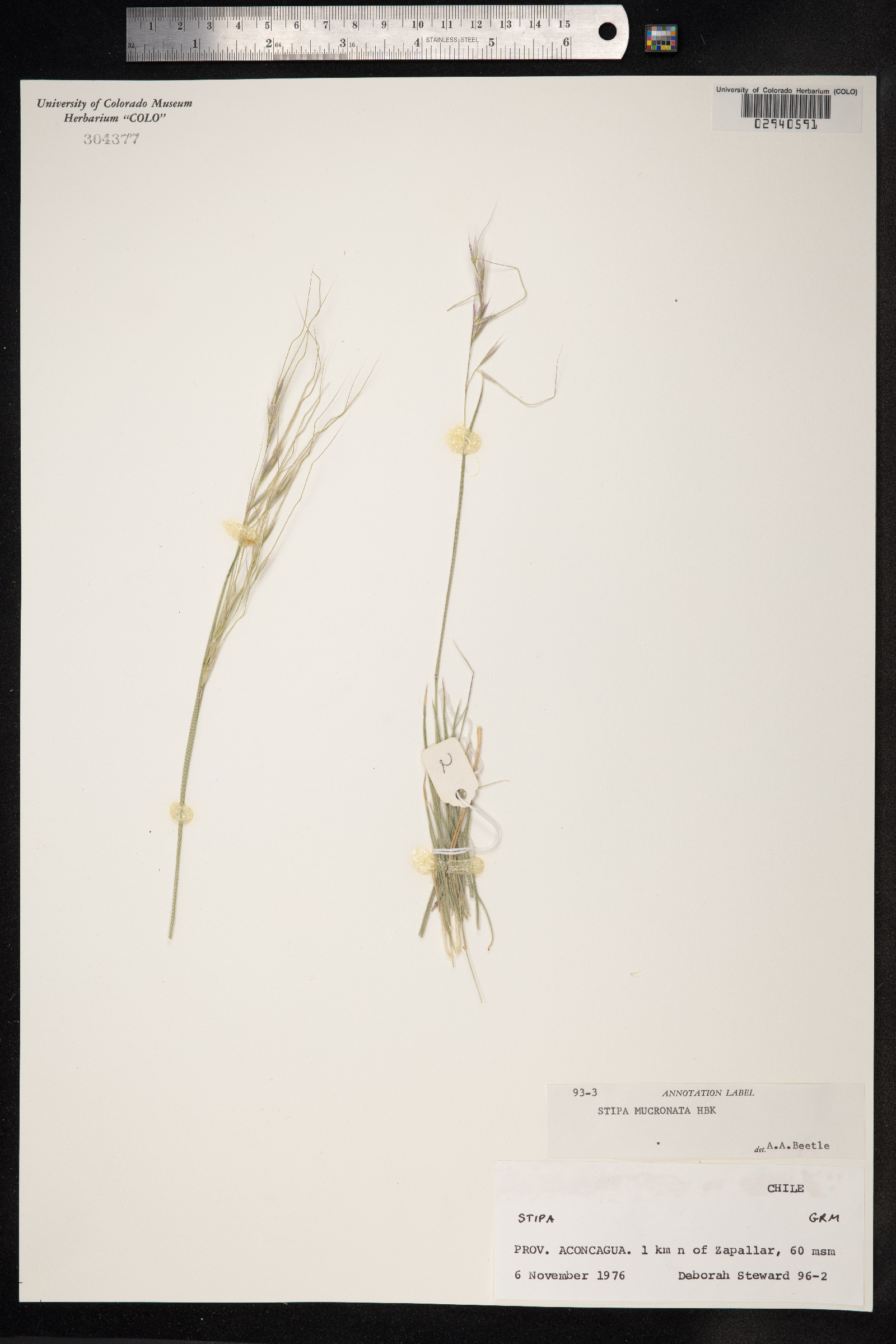 Nassella mucronata image