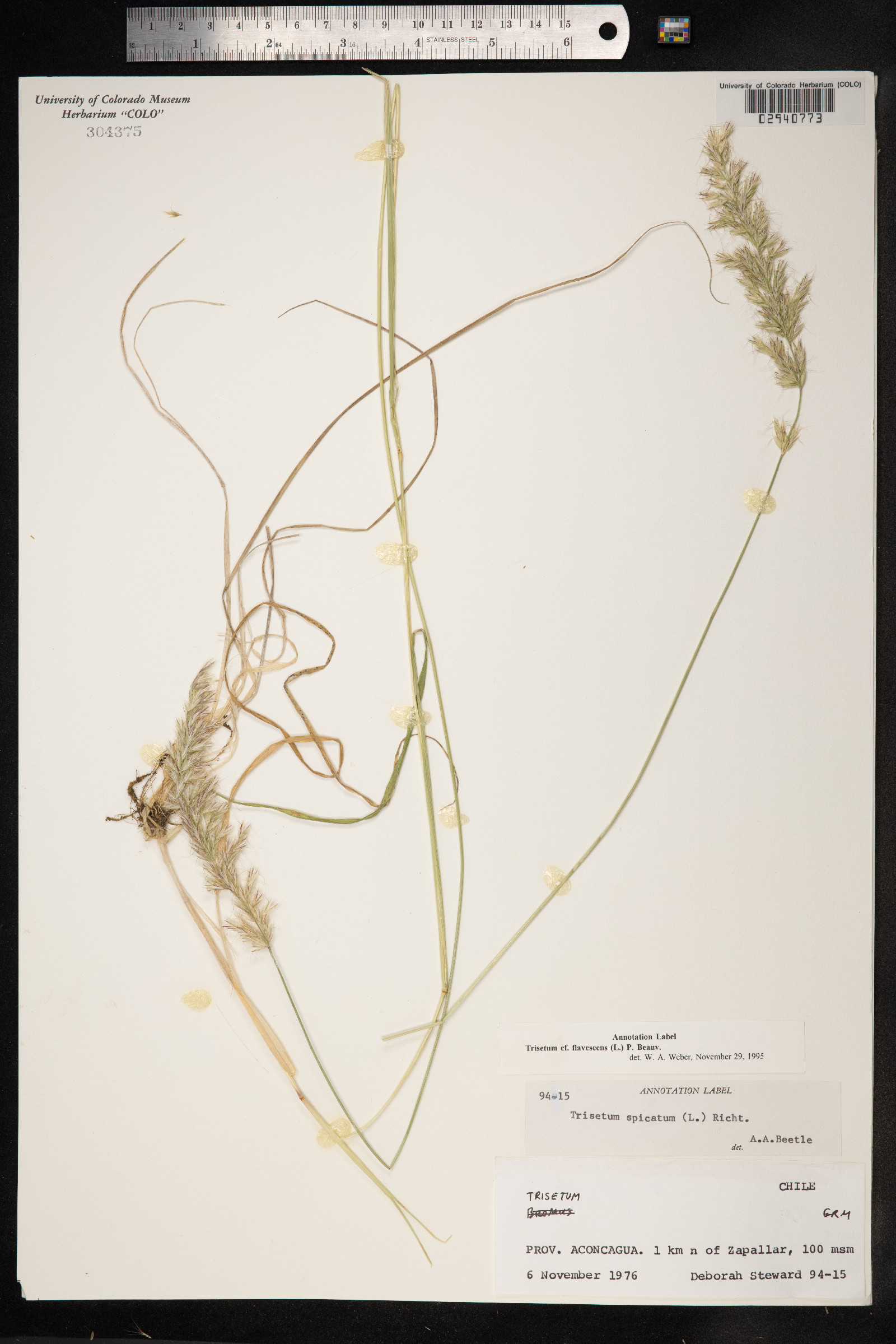 Trisetum flavescens image