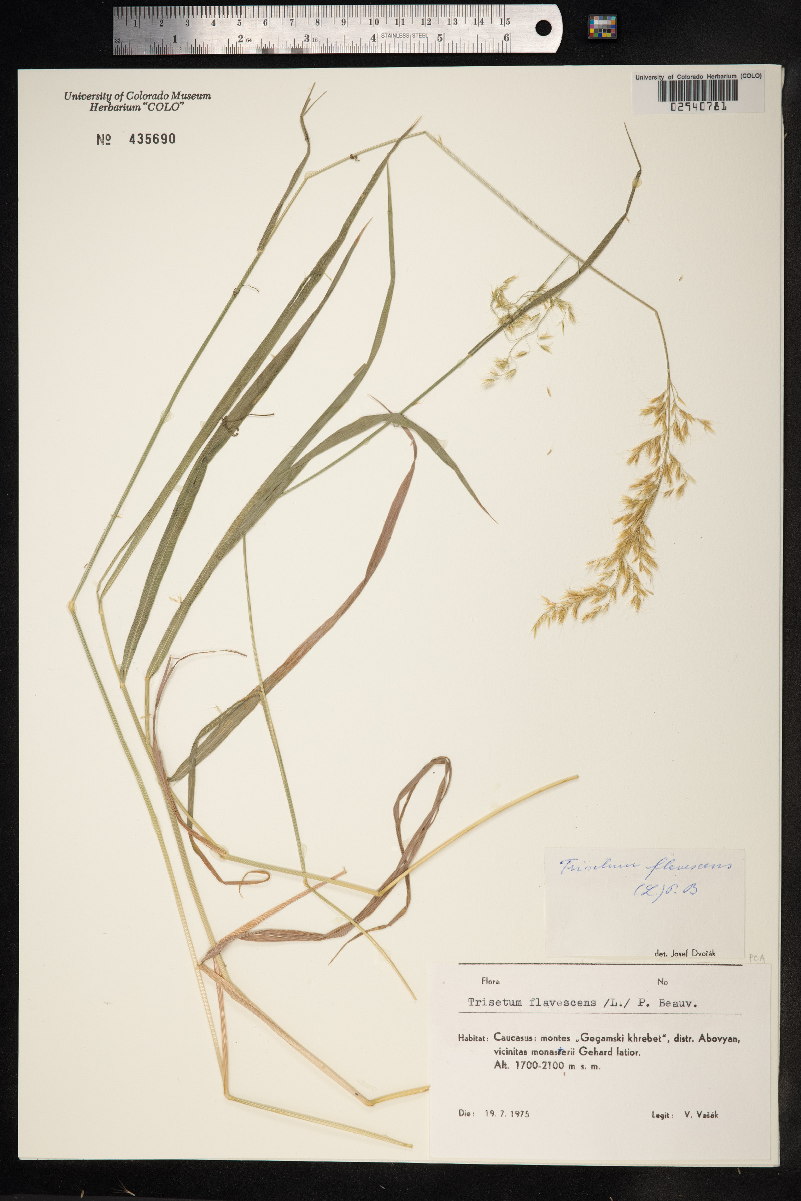 Trisetum flavescens image