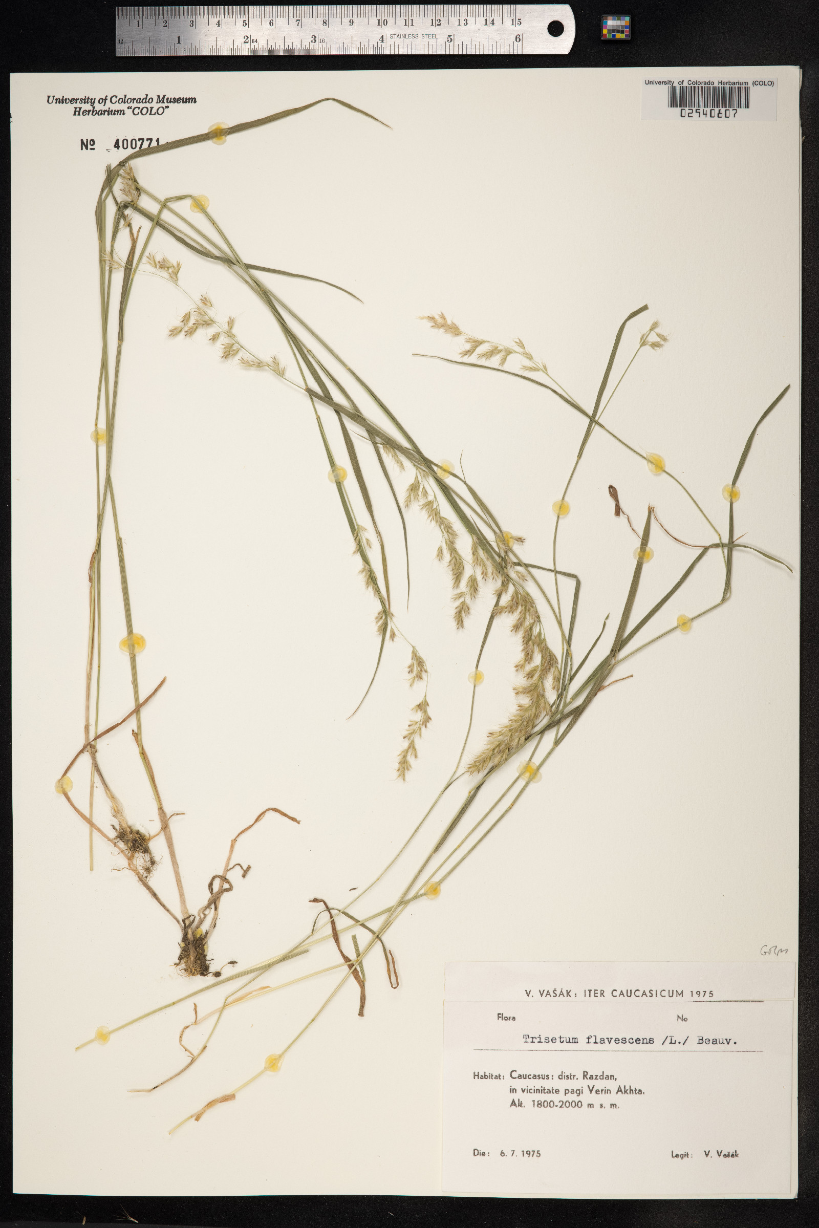Trisetum flavescens image