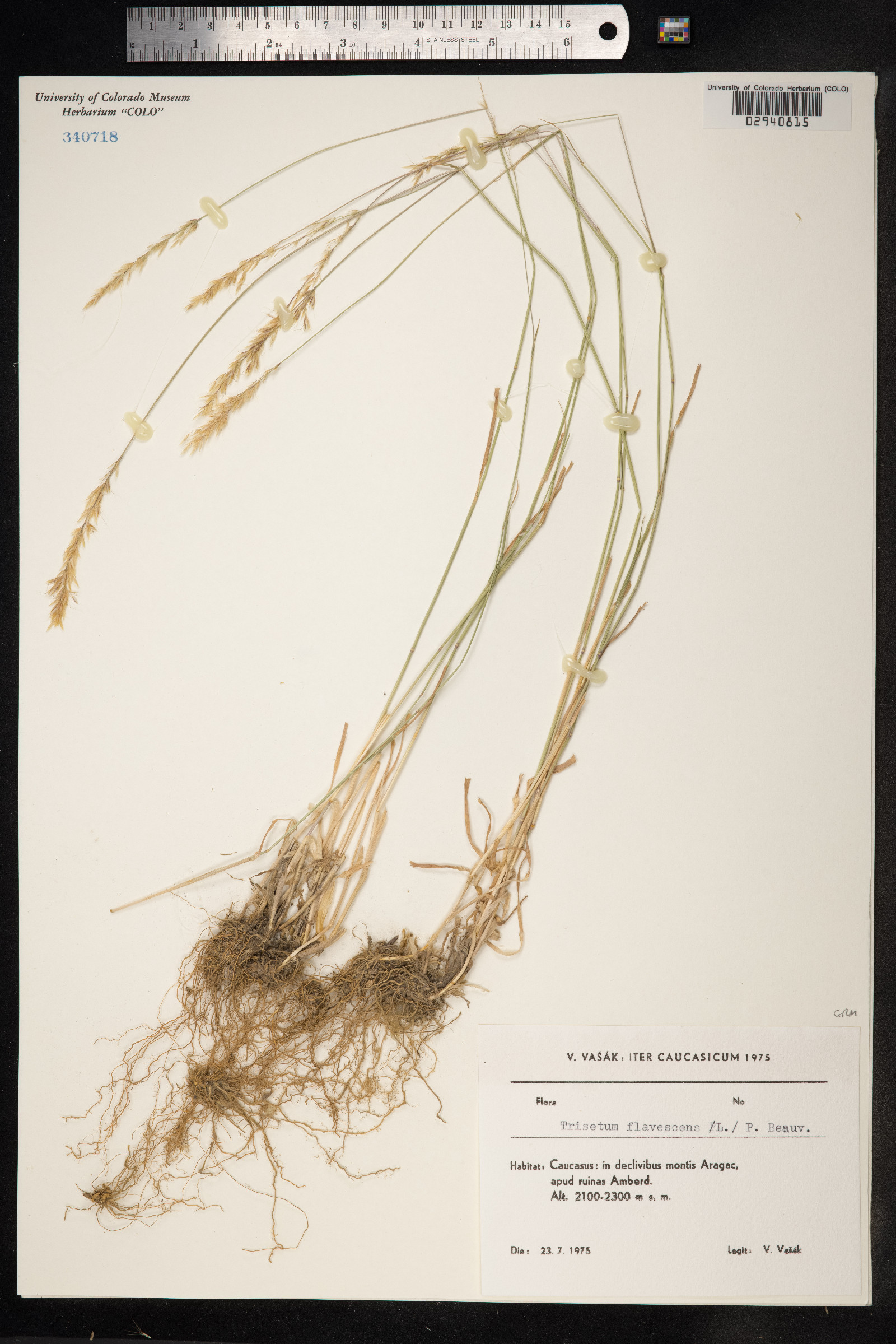 Trisetum flavescens image