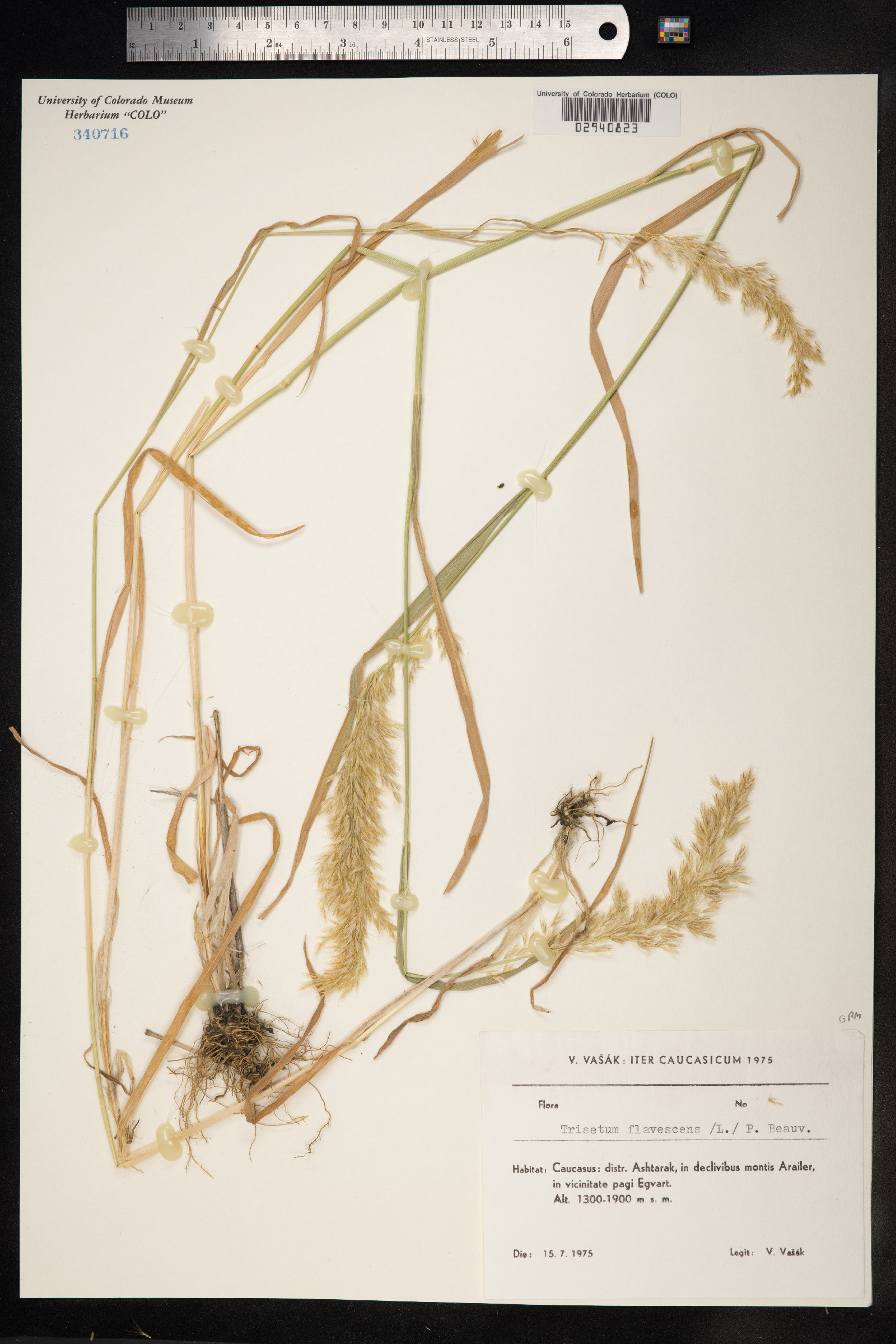 Trisetum flavescens image