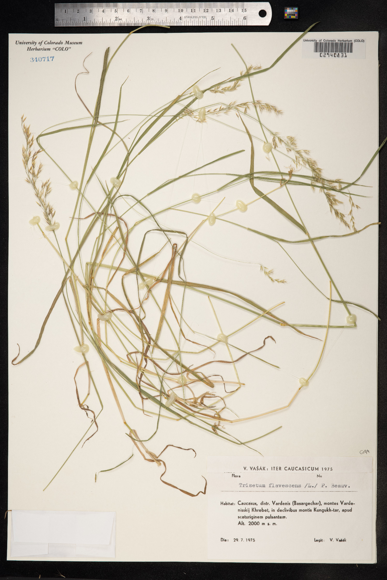 Trisetum flavescens image