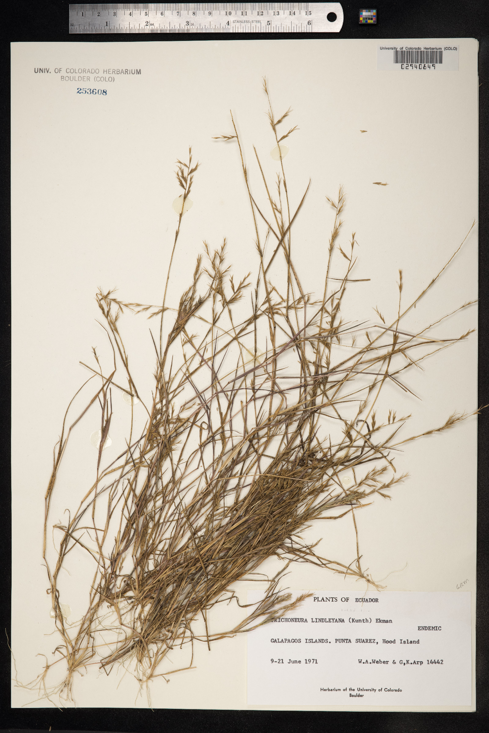 Trichoneura lindleyana image