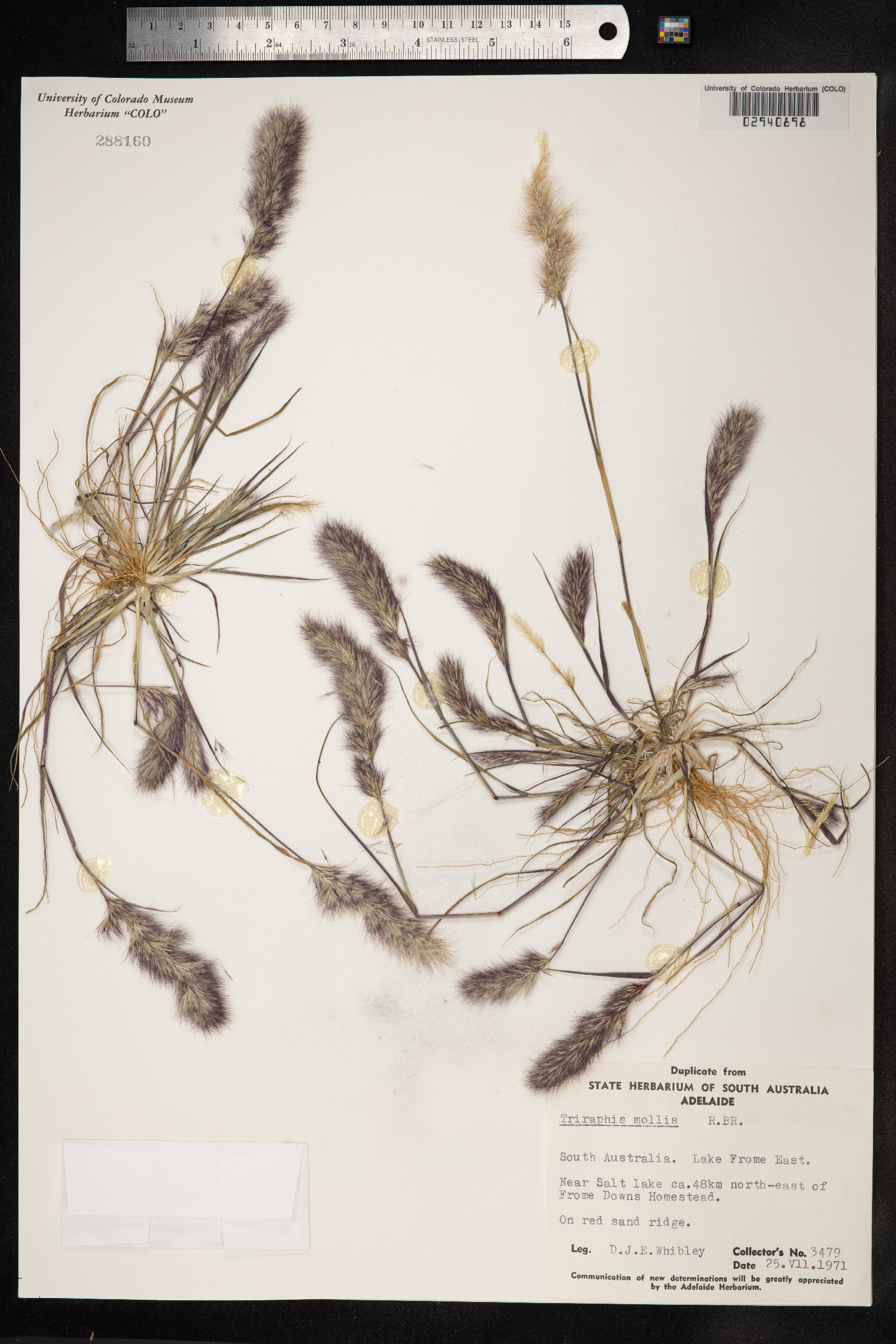 Triraphis mollis image