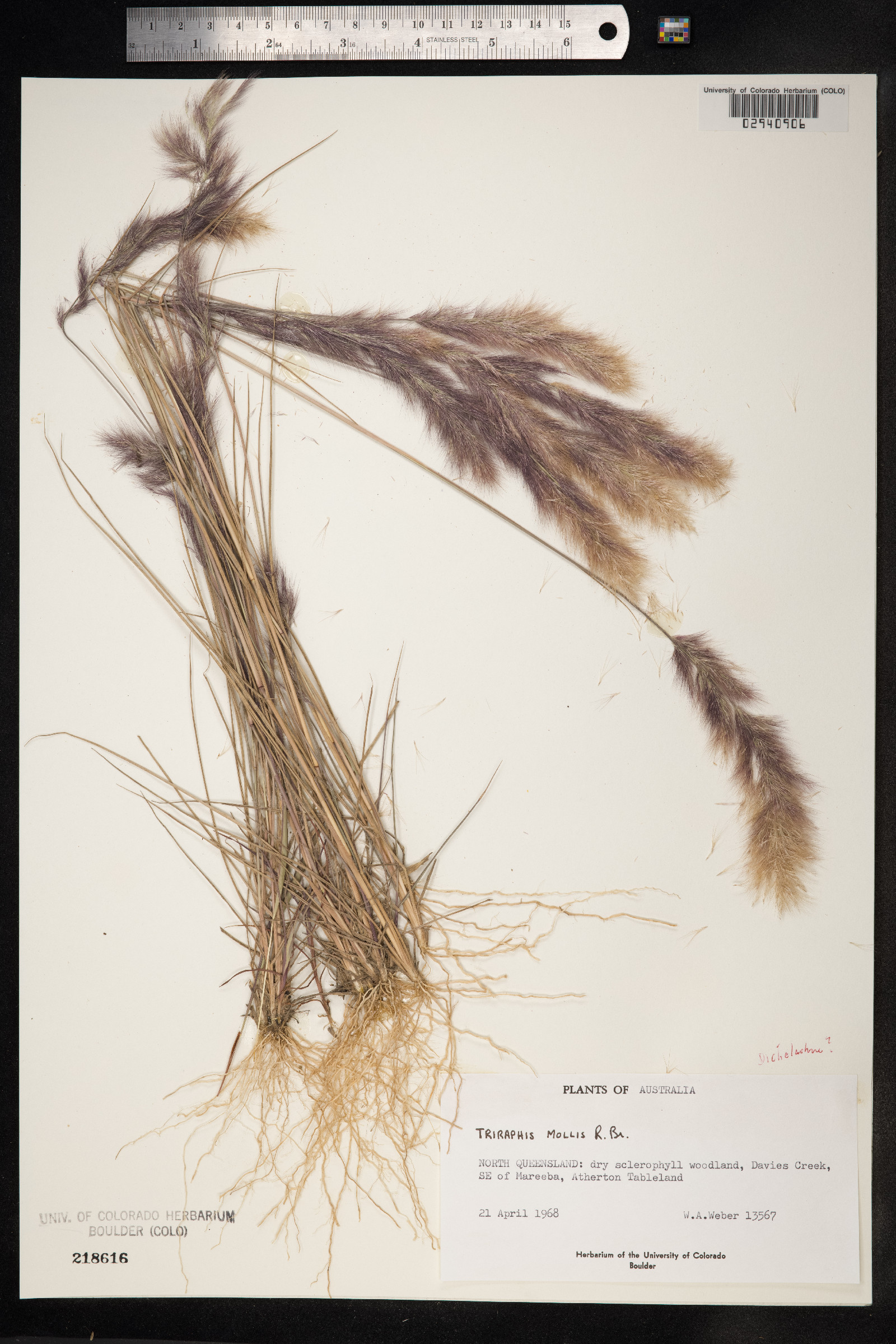 Triraphis mollis image