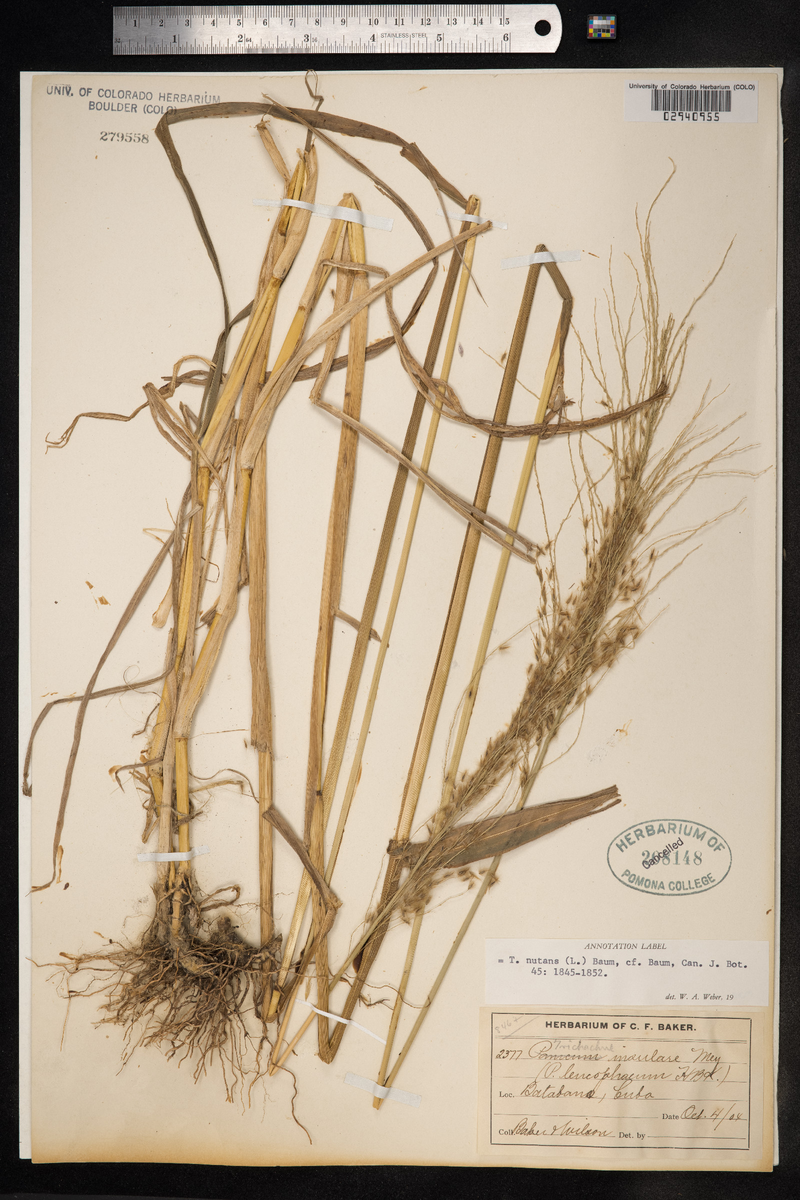 Sorghastrum nutans image