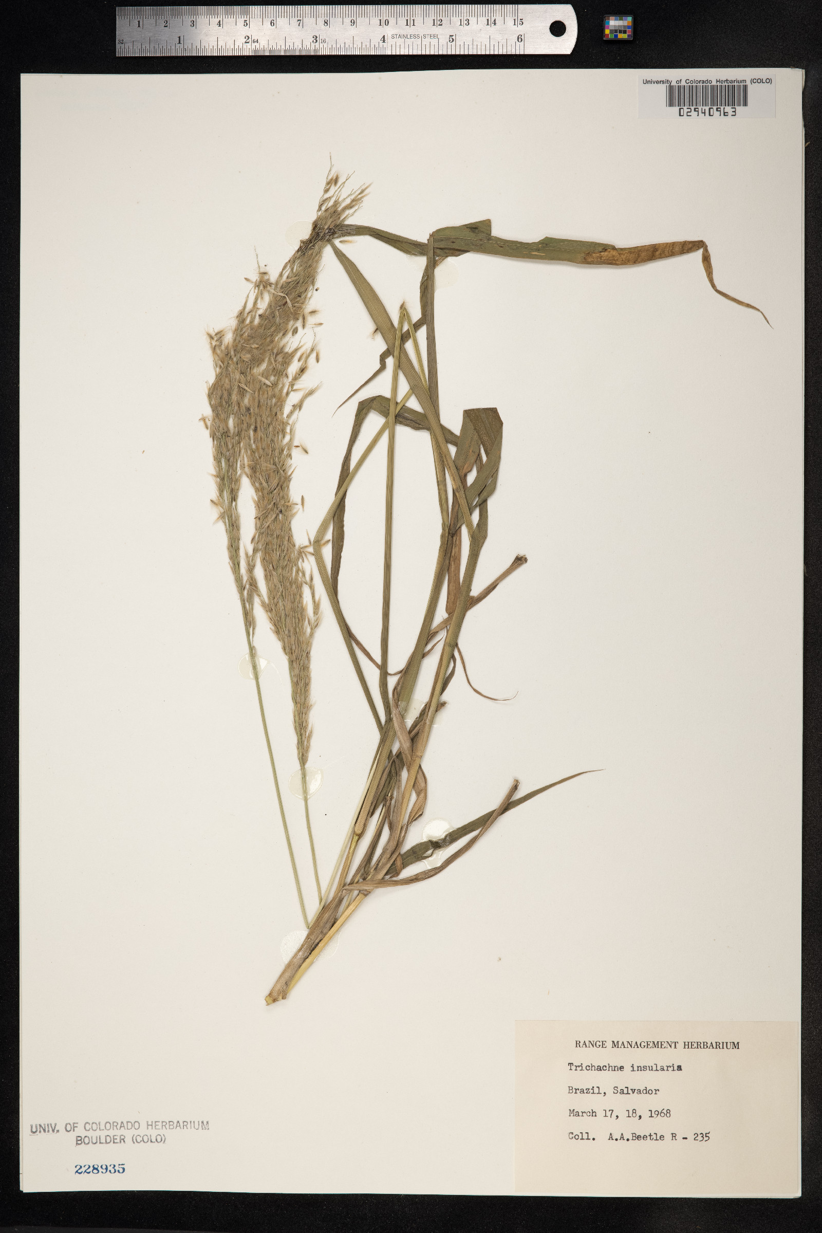 Sorghastrum nutans image