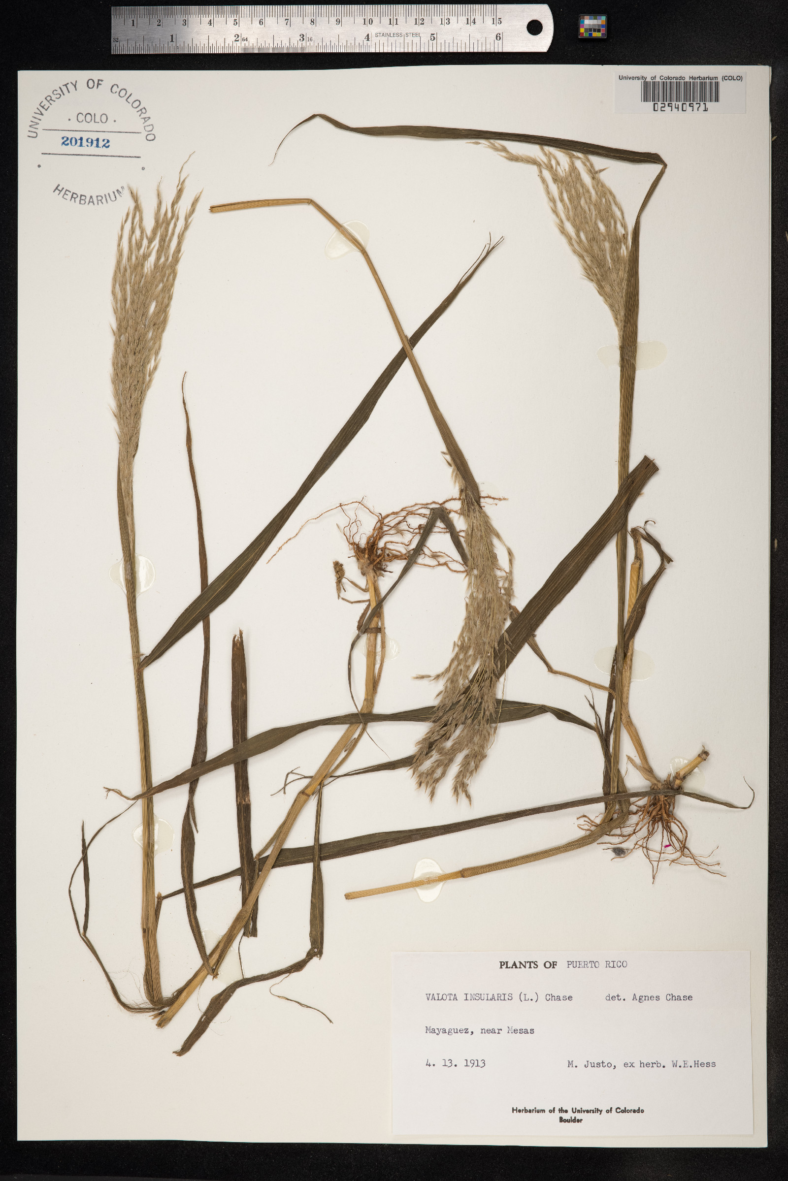 Sorghastrum nutans image