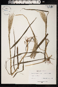 Sorghastrum nutans image