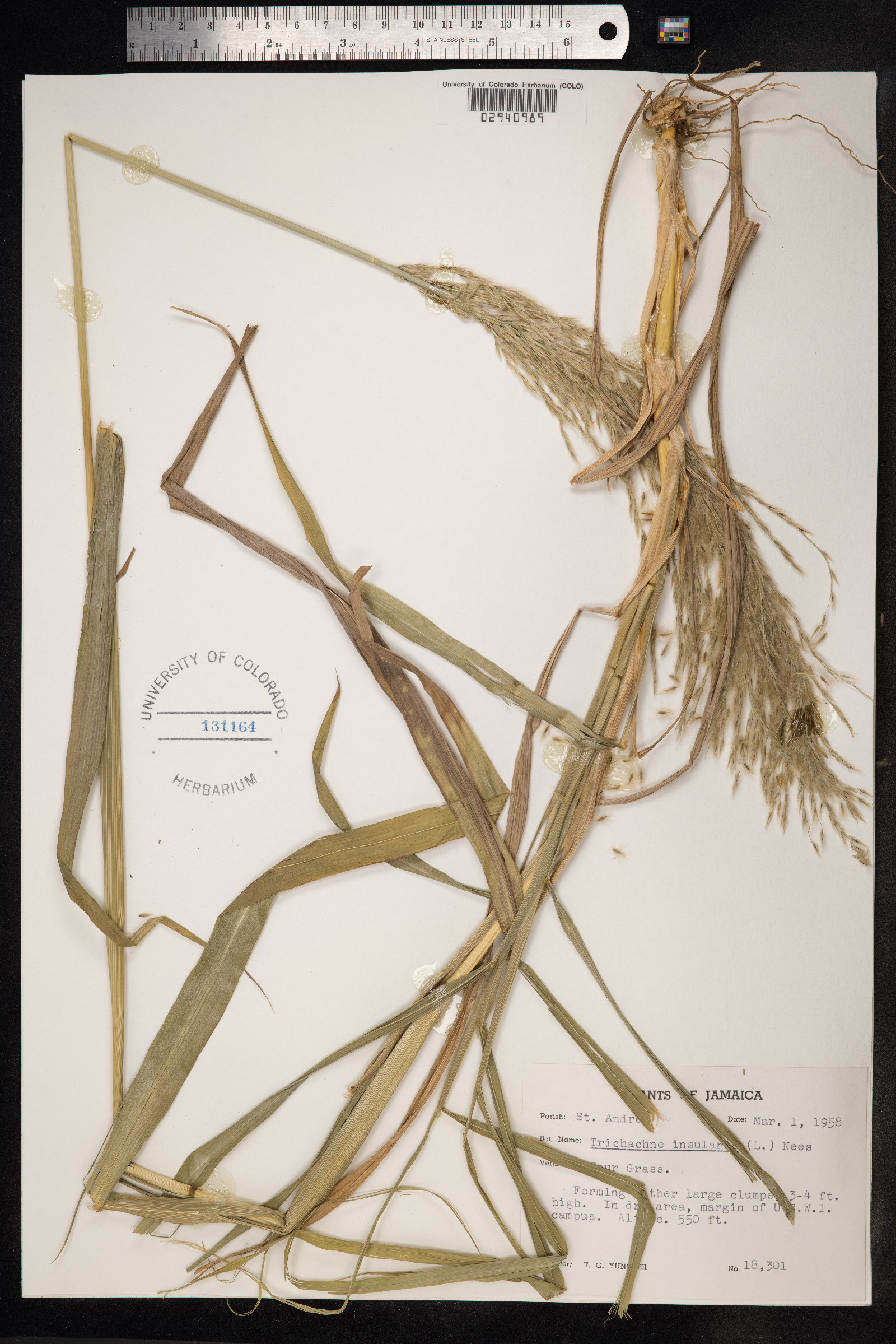 Sorghastrum nutans image