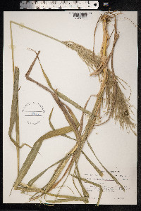 Sorghastrum nutans image