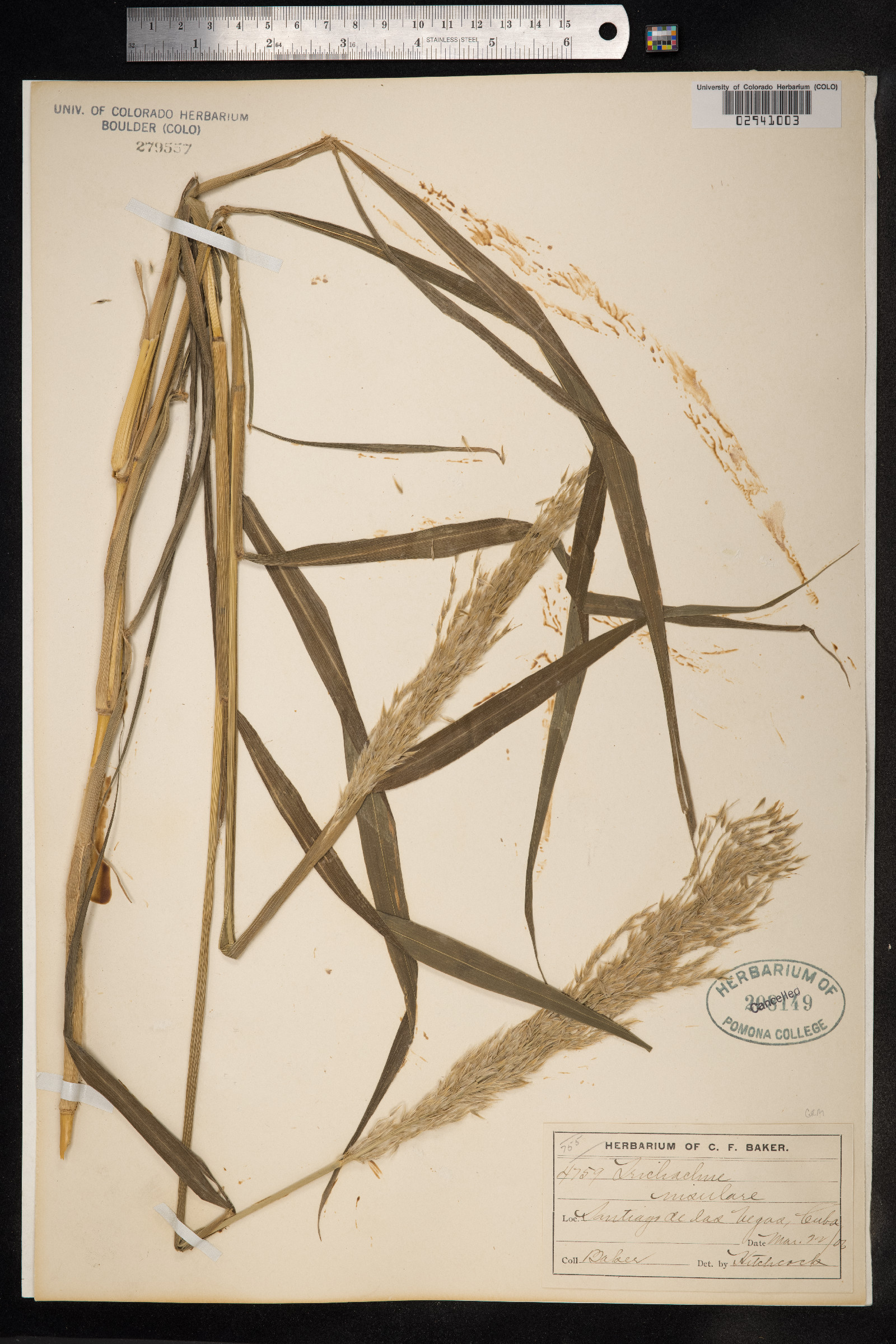 Digitaria insularis image