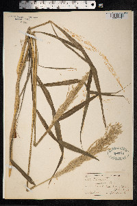 Digitaria insularis image