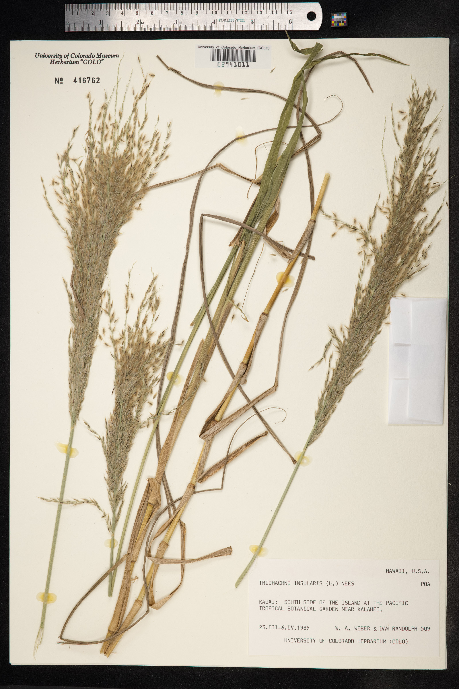 Digitaria insularis image