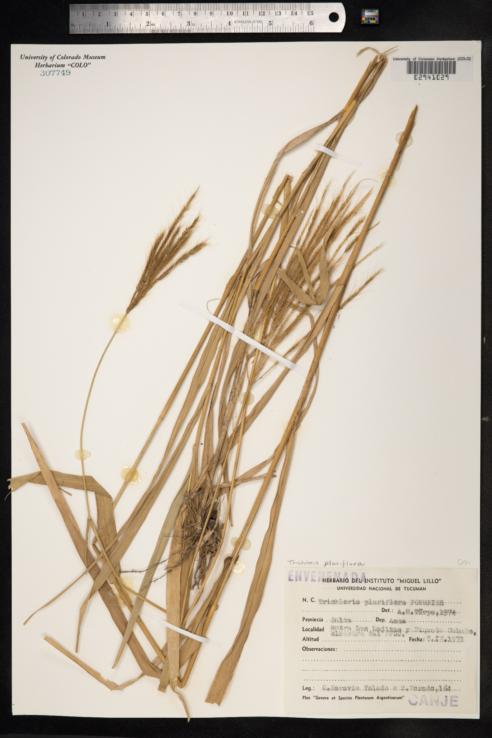 Trichloris pluriflora image
