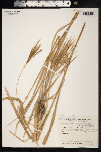 Image of Trichloris pluriflora
