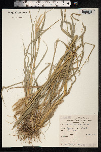 Trichloris pluriflora image