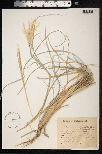 Image of Trichloris mendocina