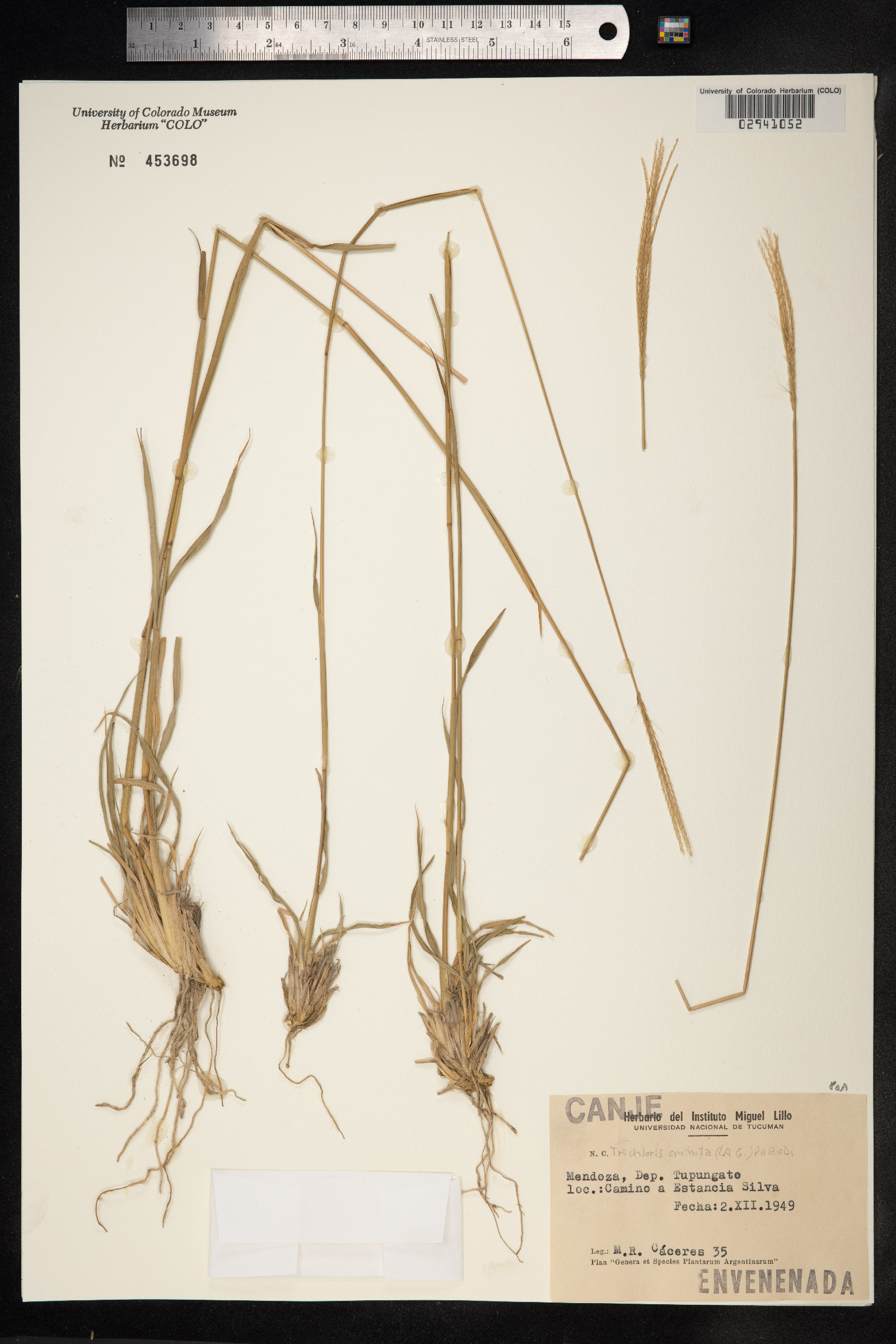 Trichloris crinita image
