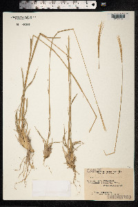Image of Trichloris crinita