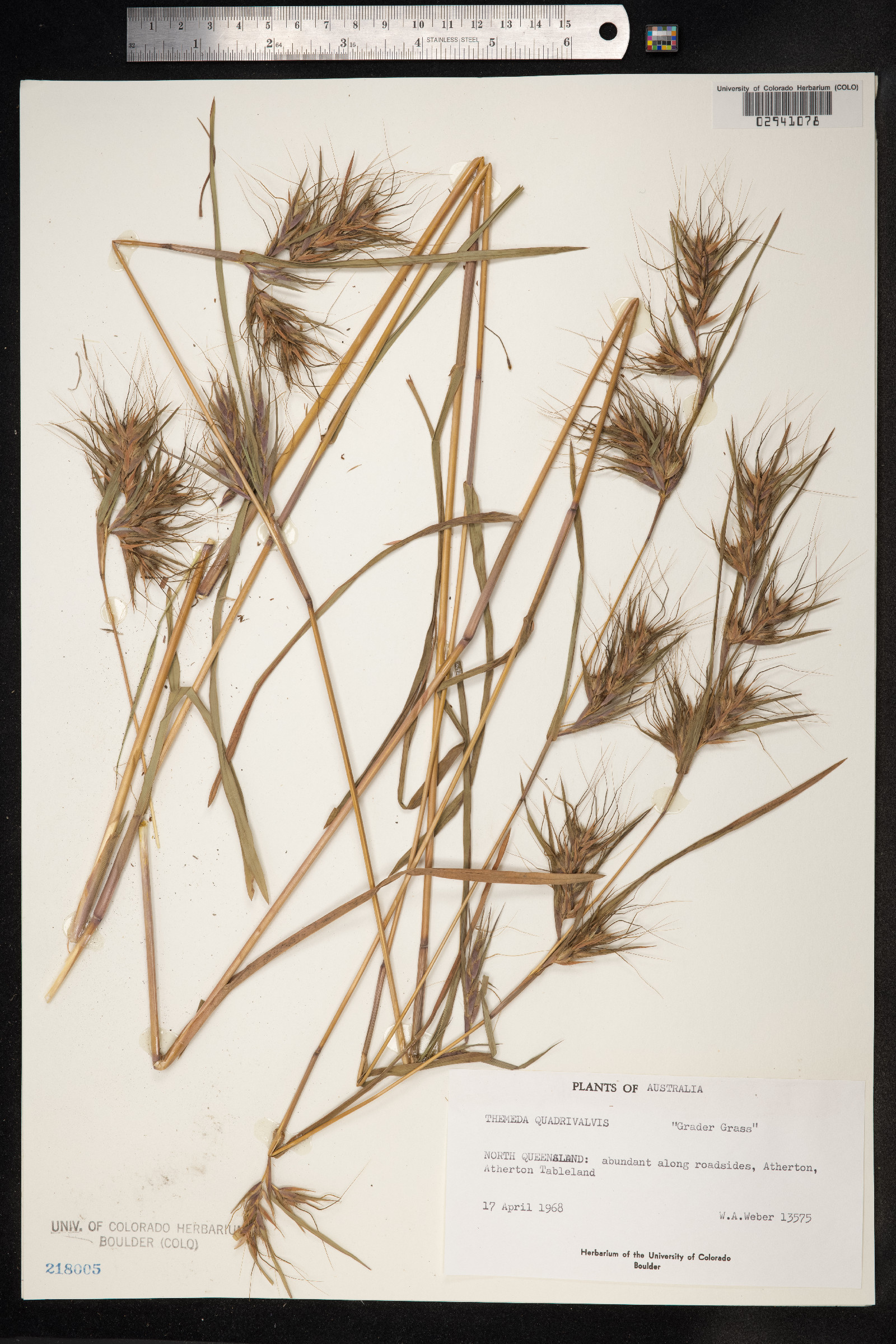 Themeda quadrivalvis image