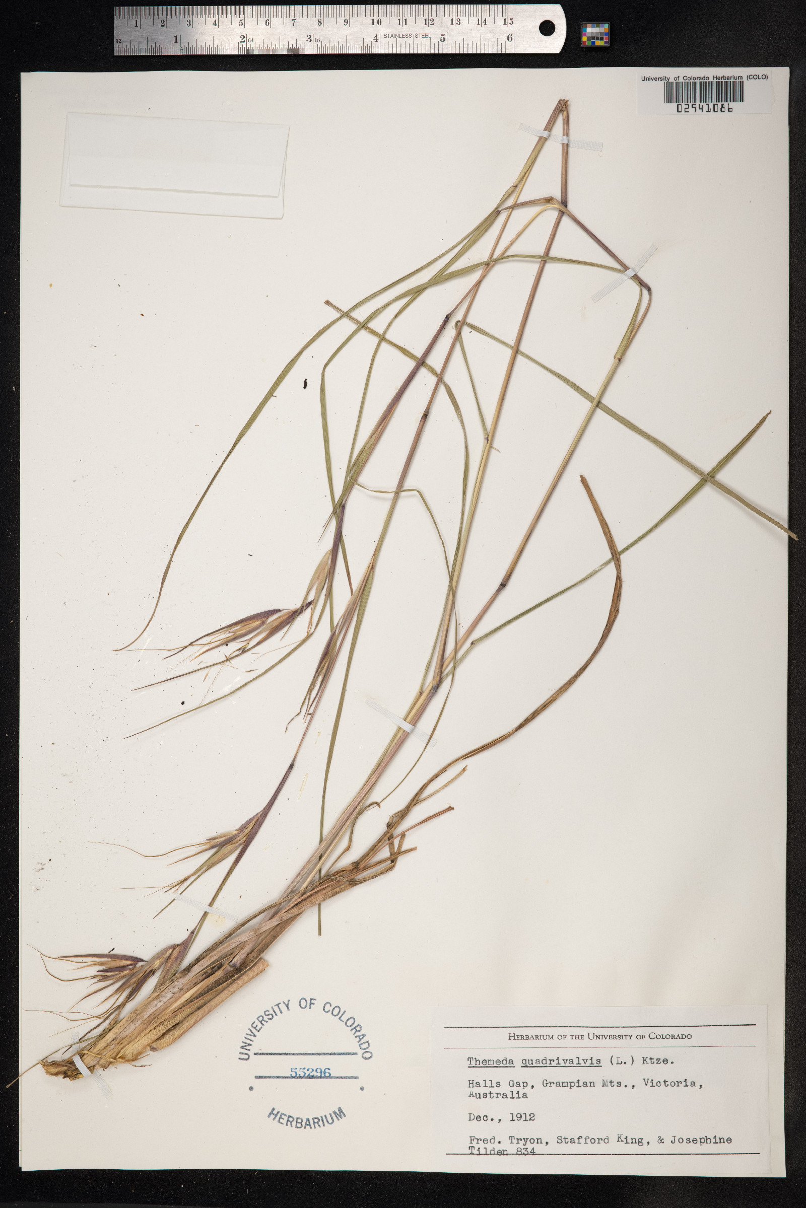 Themeda quadrivalvis image