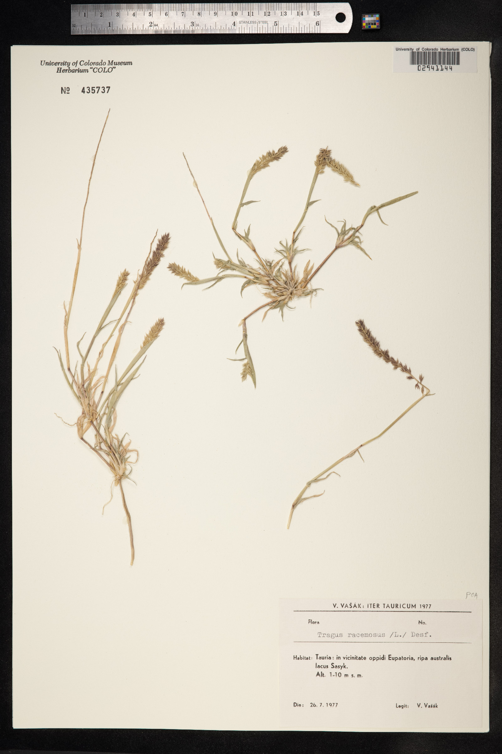 Tragus racemosus image